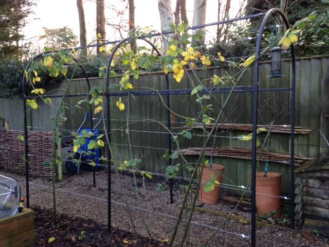 blackberry arch